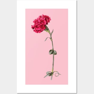 Single Stem Red Carnation Isolated Posters and Art